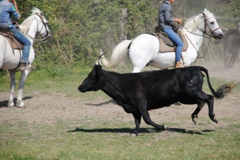 Camargue